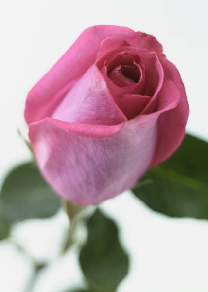 Obituary of Shirley E. Simmons