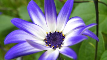 Obituary of Mary E. Bowen