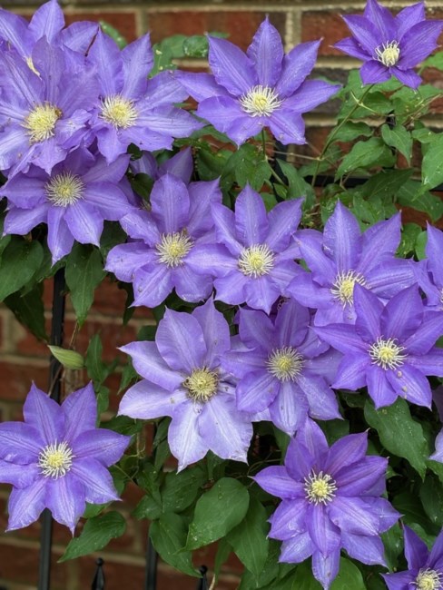 Obituary of Nancy Hau