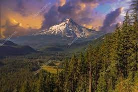 Obituary of William McNamee