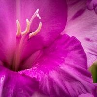 Obituary of Muriel Donaldson Smith