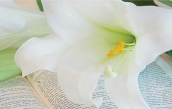 Obituary of Momoko Fujita Taylor