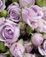 Obituary of Janice Lynn Herrick