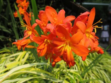 Obituary of Vicki Anne Kruse