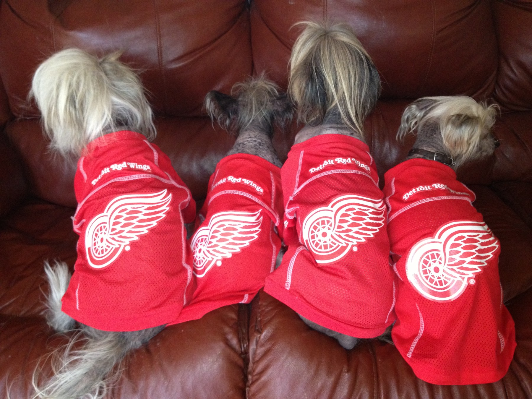 Red wings dog jersey hotsell