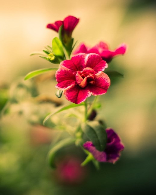 Obituary of Virginia Andrews Shields