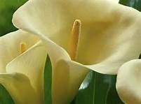 Obituary of Anna S. Fiengo