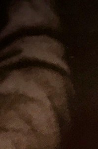 Joy Rauscher Obituary - Oviedo, FL