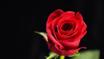 Obituary of Kenneth J Wilson