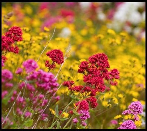 Obituary of Pearl Mina Graphenteen