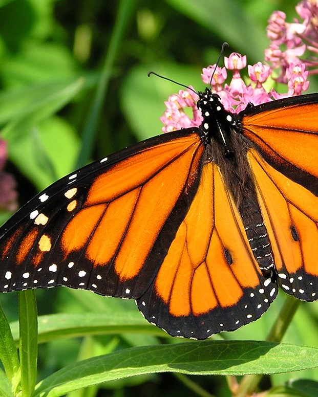 Joan Jennie Shannon Obituary Tigard, OR