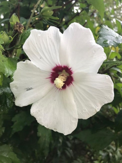 Obituary of Lois S. Lawrence