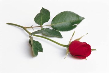 Obituary of Maryan Flo Damrill Myers