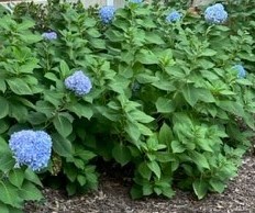 Obituary of Betty Daniels