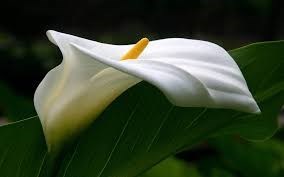 Obituary of Sanjuana Garcia