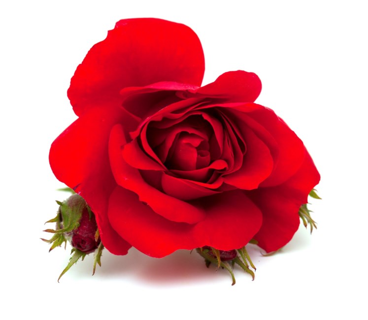 Obituary of Shelia Ann Alvey Perry