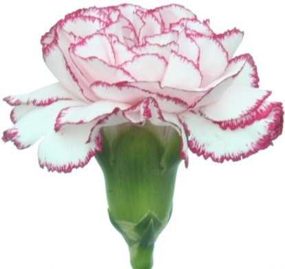 Obituary of Pamela Lee Andrews Wilson