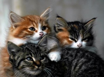 Obituary of Katherine Ruth Robertson