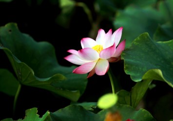 Obituary of Sumiko Boggs