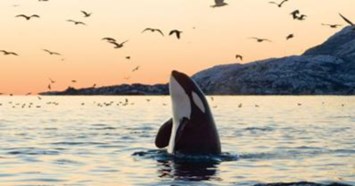 Obituary of Ross Kenneth Sturgeon