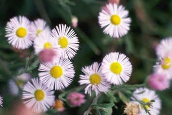 Obituario de Mary F Kaufman