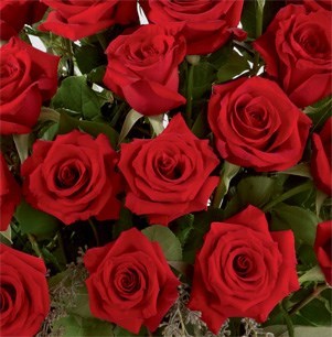 Obituary of Dolly Shaber Freed