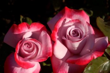 Obituary of Dorothy Ellen Burton-Hallock