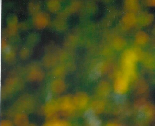 Sheila Swinnen Obituary Sydney NS sheila-swinnen-obituary-sydney-ns