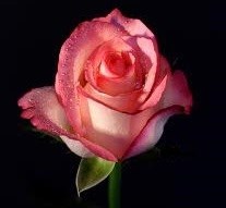 Obituary of Janet E. Barr