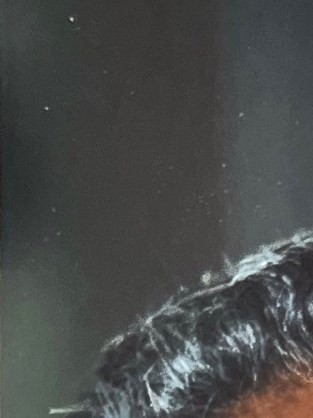 Angel Maldonado Obituary - Newhall, CA