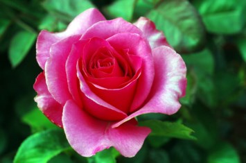 Obituary of Marilyn Heath