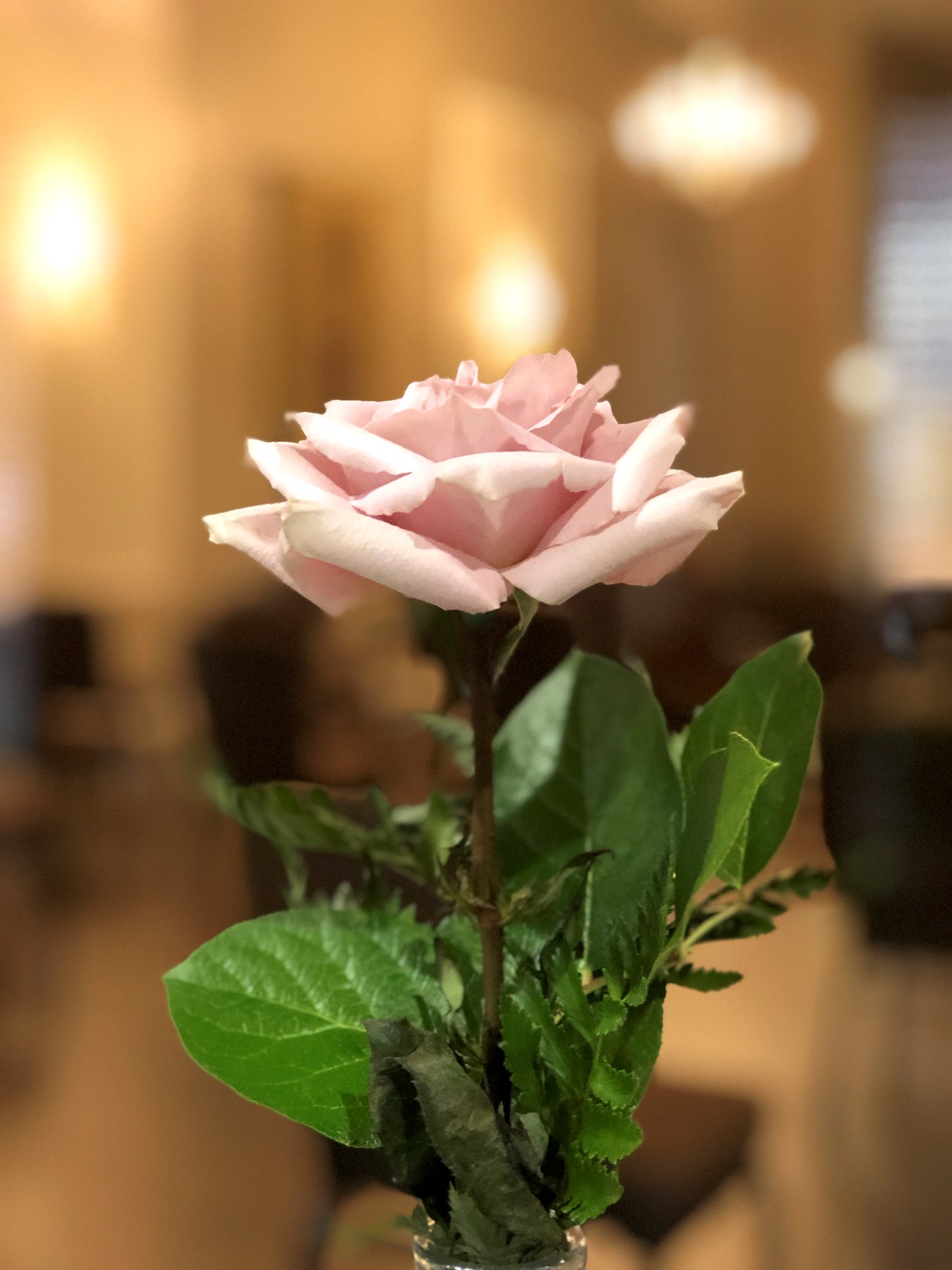 Obituary of Evelyn Lorain French