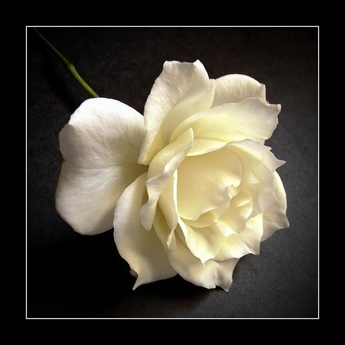Obituary of Bette Jane Romeo
