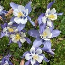 Obituary of Christopher Michael Eldridge