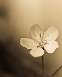 Obituary of Lucille (née Fortier) Côté