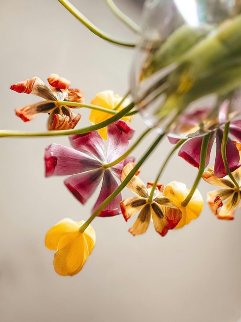 Obituary of Zena Volkov