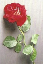 Mary Piccirillo