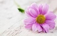 Obituary of Bertha Ann Terry