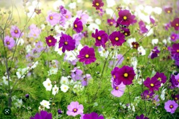 Obituary of Janet Ellen Pozesky