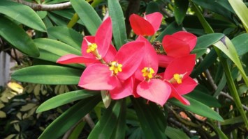 Obituary of Lori Jayne Nobriga Nakamoto