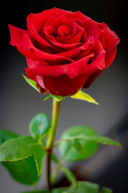 Obituary of Pamela L Osborn