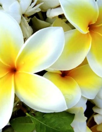 Obituary of Barbara Redditt Wenger