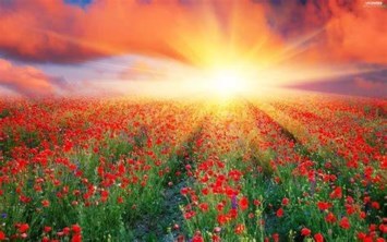 Obituary of Martha Dianne Blair