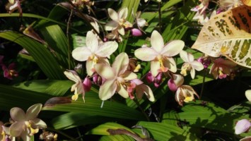 Obituary of Pearl Caesar Souza