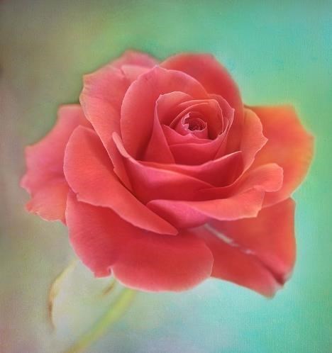 Obituary of Barbara Jean Burns