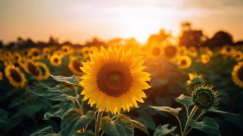 Obituary of Carol Smith Holmes