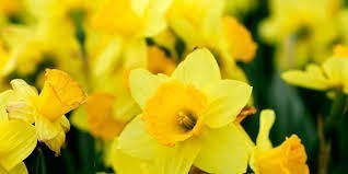 Obituary of Jan Marie Buchanan