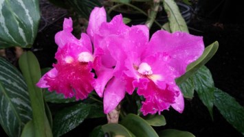 Obituary of Sio Pan Chan