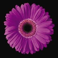 Obituary of Charlotte Ann Dyer