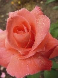 Obituary of Brenda Jean Nolan